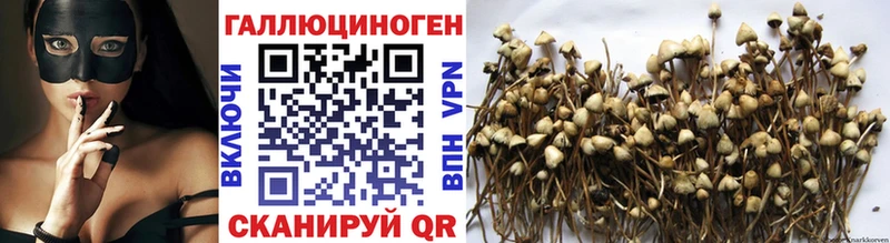 Псилоцибиновые грибы Psilocybine cubensis  Тюмень 